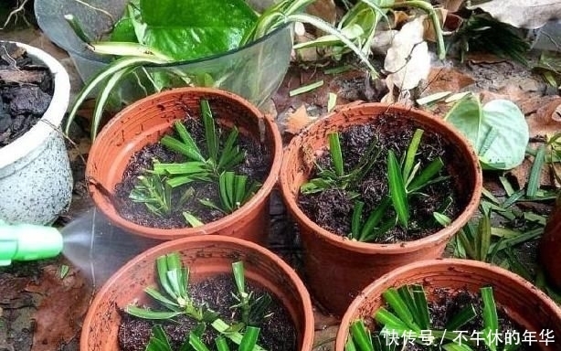 昂贵|养这“昂贵盆景”不花钱,折1根枝“插”土里,15天生根,长势猛