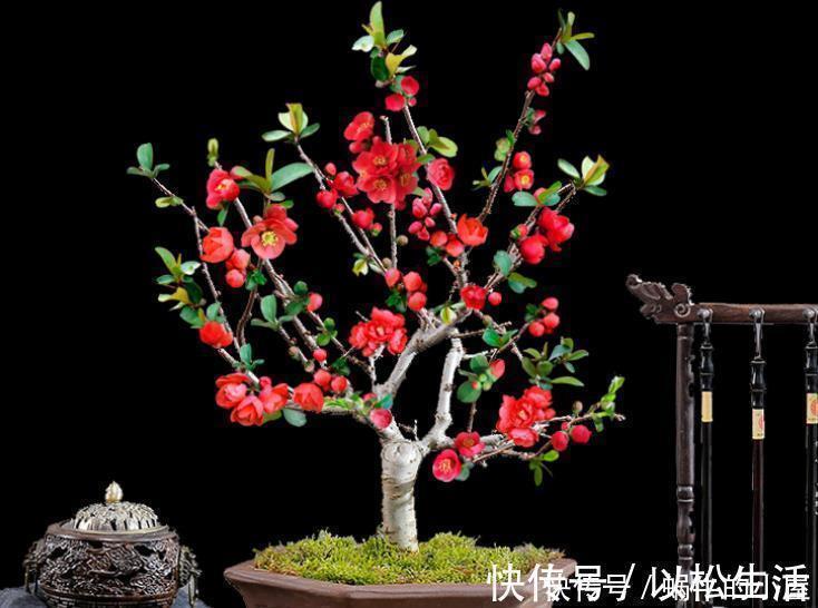 此花,被誉为花卉界的“红宝石”,太美了,给大家看看