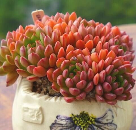 养多肉有4忌，避开了才能长得胖乎乎，独苗变成群生小老桩