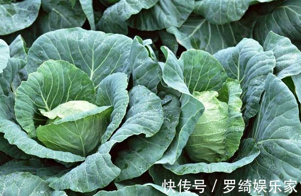 抗衰老|包菜抗衰老、强身壮骨,如何收获高产的包菜,农民种植只需五点