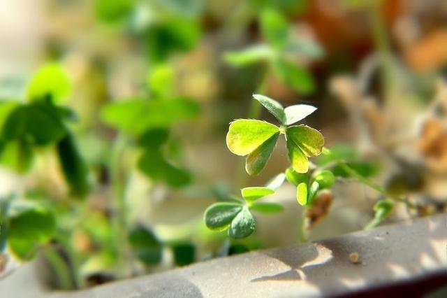 养花盆里长出三角草,可别以为是好运,直接拔掉,小心长满盆