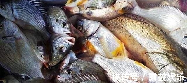 养鱼大爷说漏嘴：这4种鱼毒素堆积太多，买来浪费钱，吃了伤身体