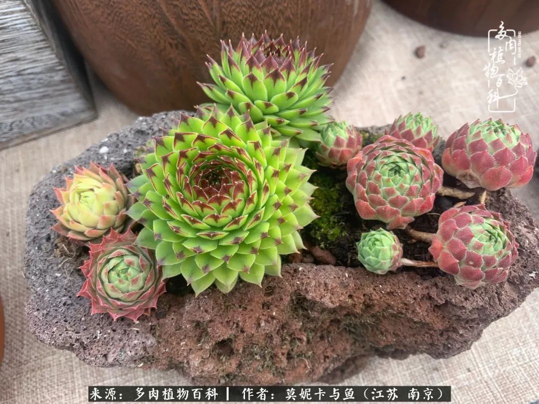 这多肉拼盘这么仙!如何制作达人手把手教你制作长生草拼盘!