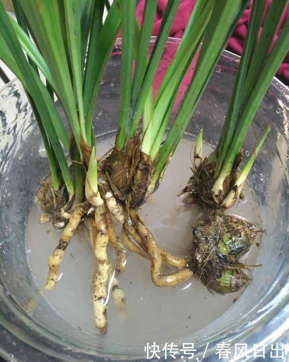 养好兰花只用此一招！兰花换盆，分盆，捂老头，爆芽，爆花