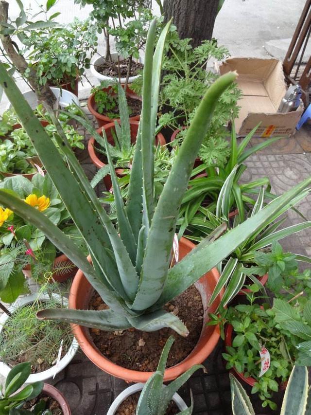 邻居王奶奶是个“芦荟迷”，养成芦荟“老桩”，枝干像胳膊粗