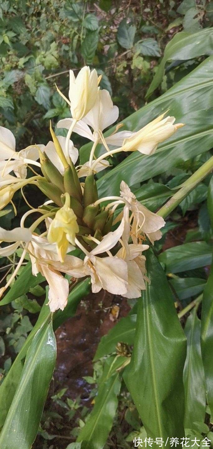 文殊兰$佛教“五树六花”,适合养在家里,凝神静心特养人