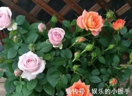 入冬后三角梅,月季,茉莉怎么养,学会这些技巧,叶片绿开花旺