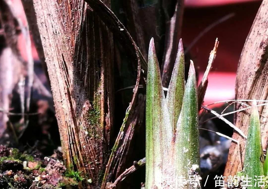 孕蕾|夏天太热,养兰花如果犯一个错,可能导致难孕蕾、不开花