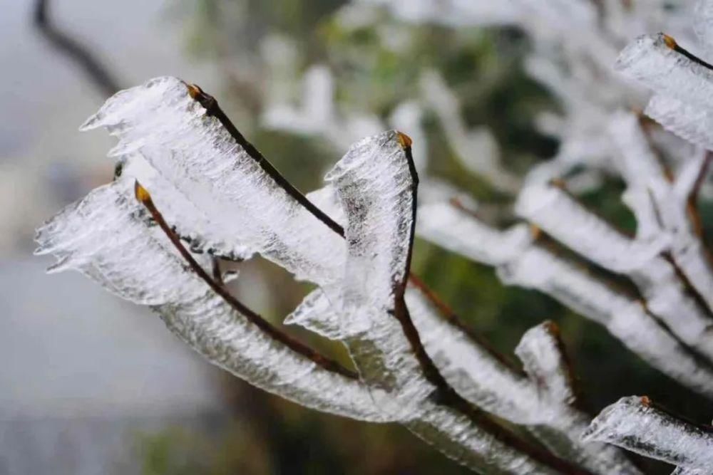 武鸣大明山化身“冰雪世界”， 雾凇云瀑美如仙境！