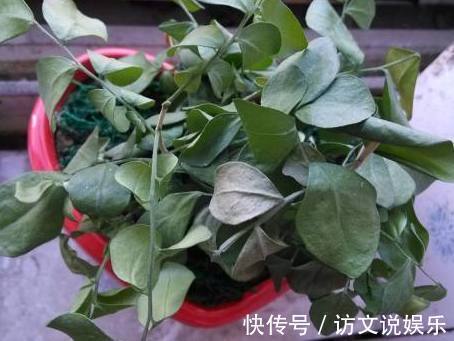 枯萎|盆栽一枯萎,老婆就在盆栽里放入小药片,不久盆栽又绿油油!