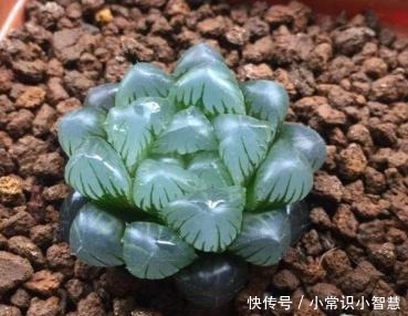 女同学喜爱的8种“美靓多肉”,就是难养了点,看看你都养过没!