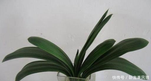 根部|君子兰别用土培了,烂根太严重,就用它养,再也不烂根!