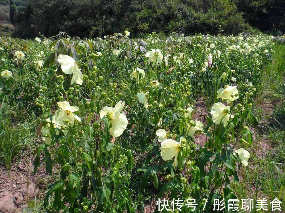 黄秋葵|曾被认定早已灭绝,“死而复活”之后,却成了餐桌上一道小菜