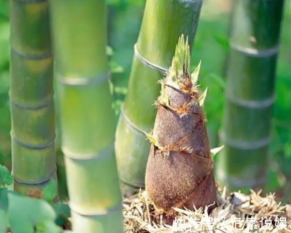 买竹笋应该怎么挑老菜农教你几招,以后别买错了,难吃还浪费钱