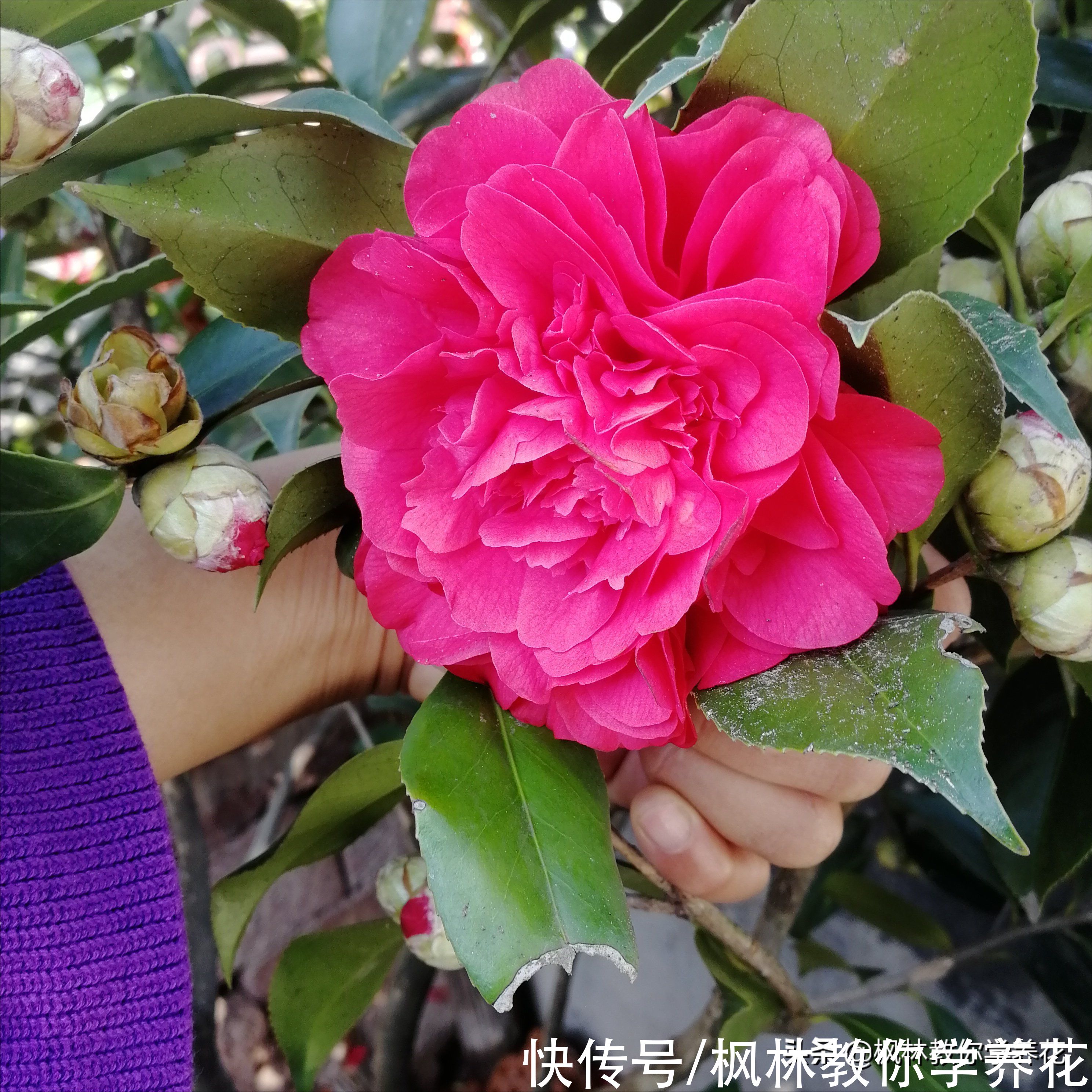 “茶花”养不活，请收好以下4点经验