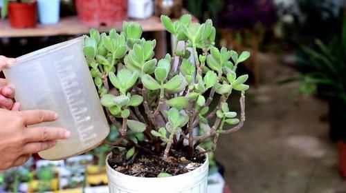 打工人养多肉:大城市找出租房,美女随身携带数百盆多肉,难断舍