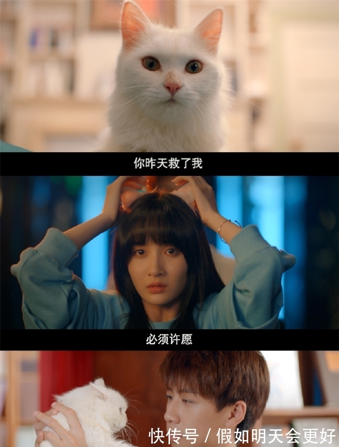 酋长的男人|《喵,请许愿》今晚首播,“狮子猫”葛鑫怡来地球向任宥纶报恩啦