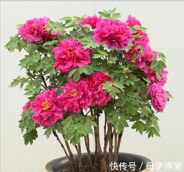 客厅|客厅见树,十家九富,6种富贵树,随便养一盆,子孙一直富