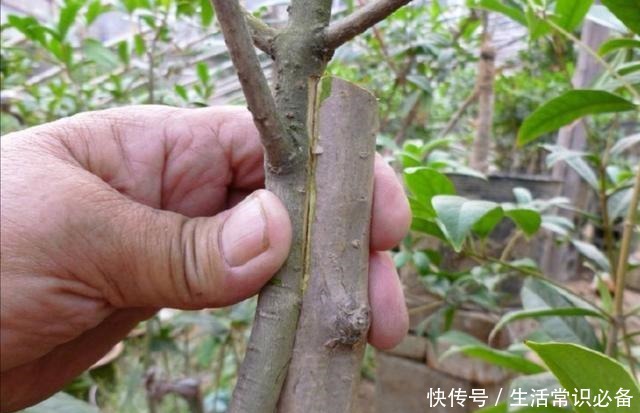桂花树最适宜采用这两种方法繁殖,易操作,成活率高!