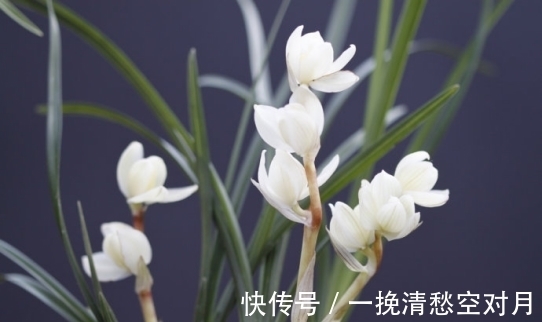 云南|云南早年下山的一颗莲瓣兰稀世珍品，后来成为兰园镇园之宝
