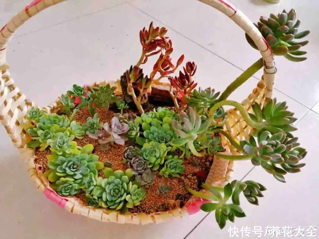 过完年，垃圾桶周围多了不少花，又要开始捡破烂儿了