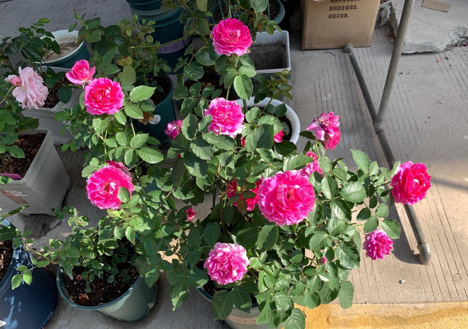 花型|阳台养花,养棵“天方夜谭”吧,美丽若牡丹,浓香四溢,多季花开