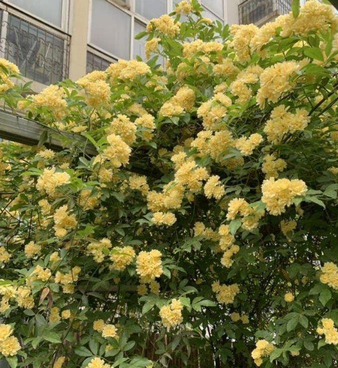 家有院子,一定要养4种花,花大色艳很漂亮,谁养谁爱