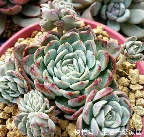 冬天养多肉,做好“2少1多”,照样长得美美哒!