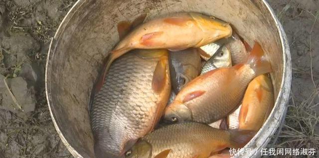 广东钓友,珠江钓起许多“彩鲤”,这是珠江里特有的极品鲤鱼
