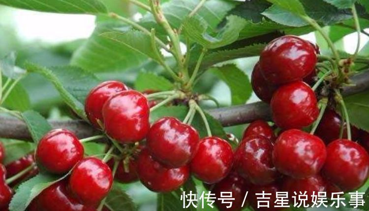 香甜可口|3种水果种阳台上,当年果子挂满枝,随吃随摘无公害,全家乐呵呵