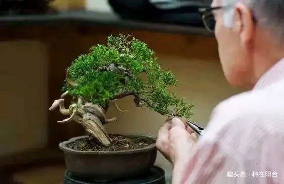 网篮|山水盆景不是非“水”不可,看山石与树木如何演绎一道山水盆景!