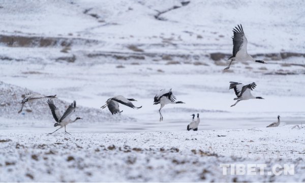 天地苍茫 鹤舞雪原