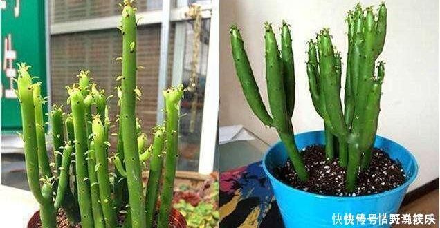 4种花，堪称“花草之王”，特别耐旱，1个月不浇水，开出漂亮花朵