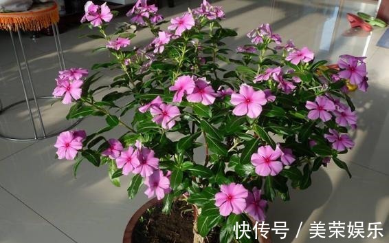 容器|养花就用这些东西“密制”花肥,不花一分钱,还好用不烧根