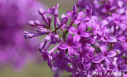 紫丁香 是花香浓郁的花卉 是紫魅梦幻的花 象征着美好的思念 快资讯