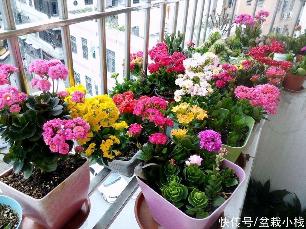 月季|6种花,盆盆不超10块钱,买回家好养又好看