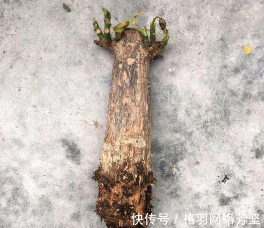 黄叶|绿萝又黄叶了, 这样一处理, 又是绿油油的一盆!