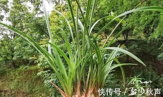 兰根|兰花夏天多久浇一次水?这样的植料,10天不浇也没问题