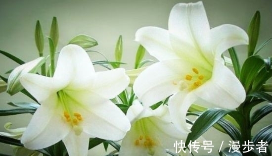 最适合新手养的4种花,好养漂亮花期长,开成百花园