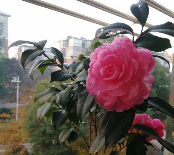 养花试试几种花期长的，堪称是开花机器，花大色艳美极了