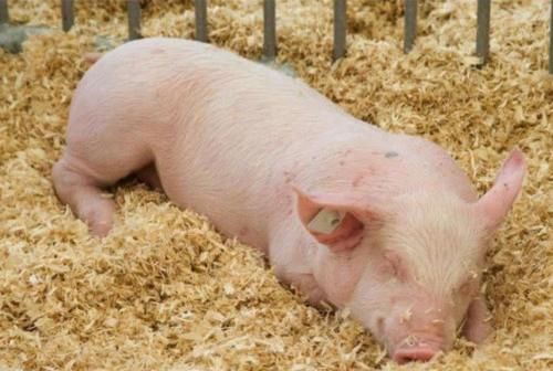 瘦肉精|猪身上最脏的器官，内含大量寄生虫，大多人却不知道，还经常吃！