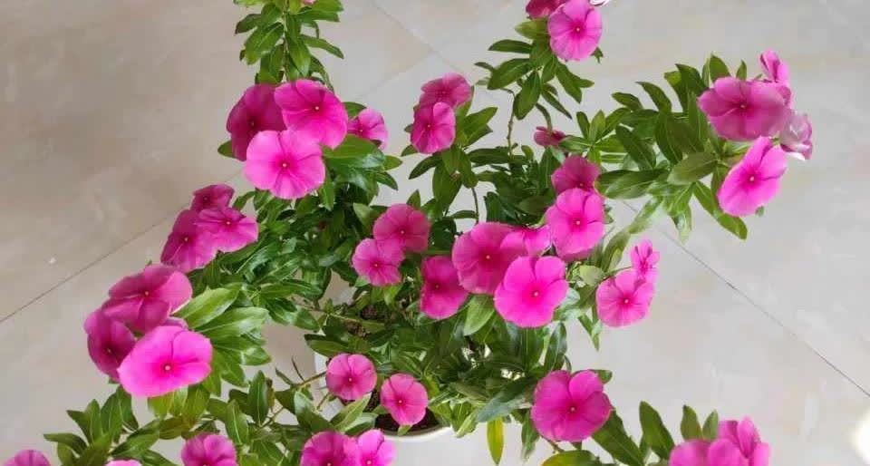 这3种花,开始春播了,7天破土,很快开成花海洋