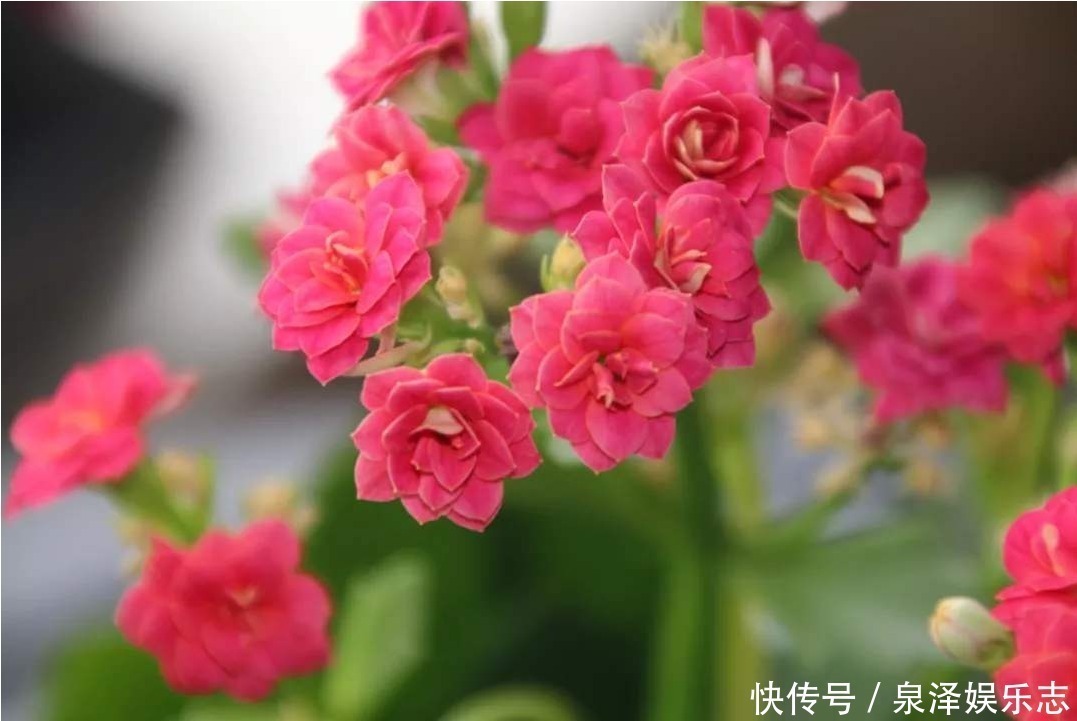 长寿花|老人说“3种”不能送人的花,得罪人是小事,财神爷送走是大事!