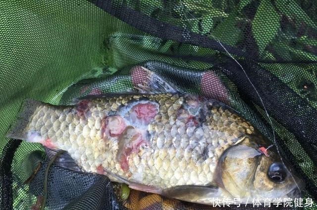 吃不得|钓到病鱼、畸形鱼能吃吗别贪嘴,有些鱼吃不得,还是放流为好