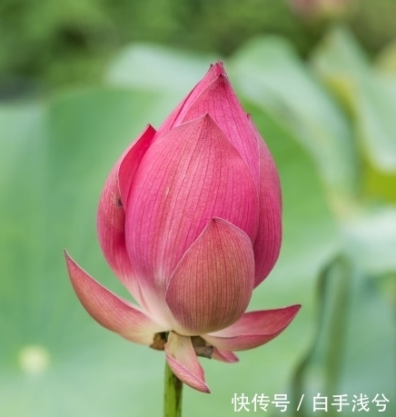 财源|7月中旬，4属相运势上涨，桃花朵朵，财源滚滚，享荣华富贵