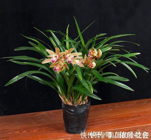 兰花|家里养墨兰,了解掌握4个要点,养出白嫩根系,叶油绿颜值高!