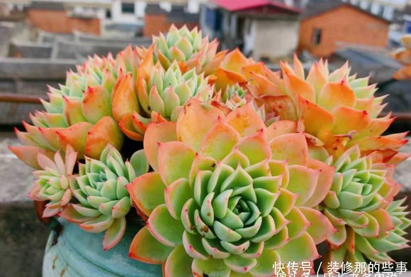 老桩|喜欢多肉三色堇的肉友很多,但你知道怎么给它配土和养护吗?