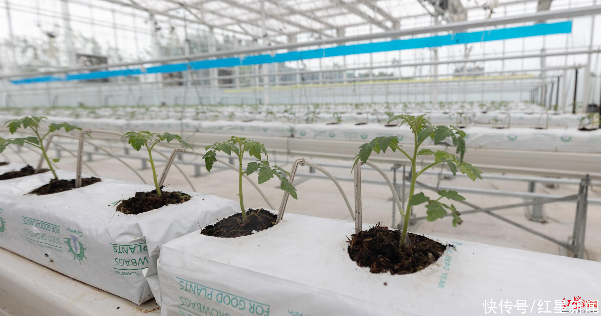 红星新闻记者|成都种出巨型南瓜！种植工作人员：200斤算小的，最大的541斤