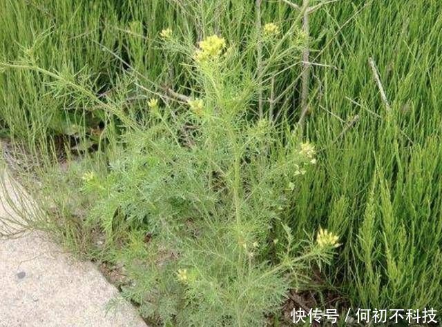 植物|墙角下，有1种野生的“植物”，人称“播娘蒿”，结出的种子珍贵