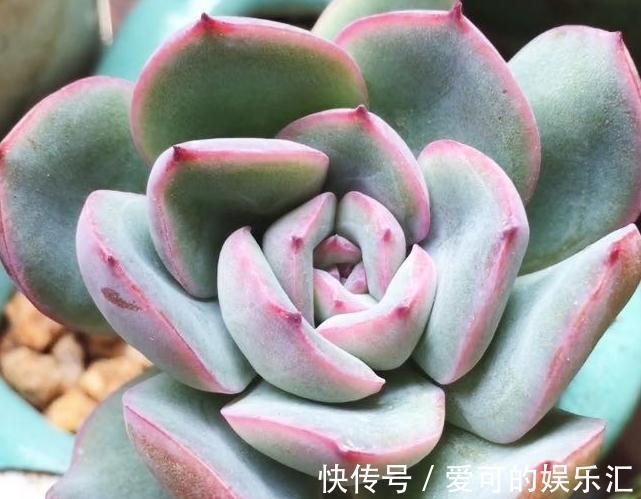 七招把多肉控养成精品小萌物,多肉不仅美呆了,还节省种植空间